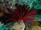 08_LadyElliot-Island_145