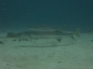 08_LadyElliot-Island_147