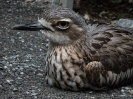 10_PortDouglas_126