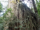 11_TableLands_112