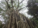 11_TableLands_113