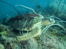 12_Diving_WrackYongala_101