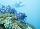 12_Diving_WrackYongala_102
