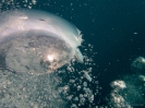 12_Diving_WrackYongala_103