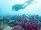 12_Diving_WrackYongala
