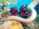 12_Diving_WrackYongala_105