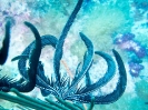12_Diving_WrackYongala_106