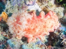 12_Diving_WrackYongala_107