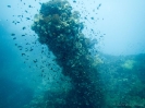 12_Diving_WrackYongala_110