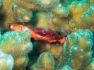 12_Diving_WrackYongala_112