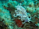 12_Diving_WrackYongala_113