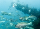 12_Diving_WrackYongala_114