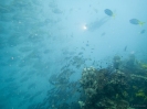 12_Diving_WrackYongala_115