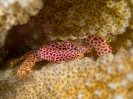 16_Safari_FrenchPolyMaster_105