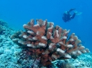 16_Safari_FrenchPolyMaster_106