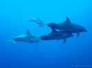 16_Safari_FrenchPolyMaster_108