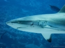 16_Safari_FrenchPolyMaster_120