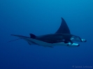 16_Safari_FrenchPolyMaster_125