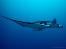 16_Safari_FrenchPolyMaster_126