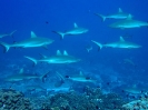 16_Safari_FrenchPolyMaster_135