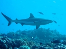 16_Safari_FrenchPolyMaster_137