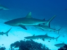 16_Safari_FrenchPolyMaster_142