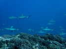 16_Safari_FrenchPolyMaster_143