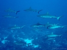 16_Safari_FrenchPolyMaster_145