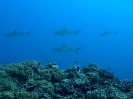 16_Safari_FrenchPolyMaster_147