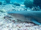 16_Safari_FrenchPolyMaster_150