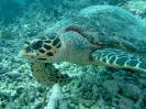 19_Rangiroa_Diving_100