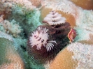 19_Rangiroa_Diving_101