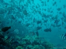 19_Rangiroa_Diving_102