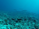 19_Rangiroa_Diving_103