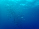 19_Rangiroa_Diving_104