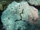 19_Rangiroa_Diving_105