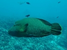 19_Rangiroa_Diving_107