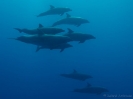 19_Rangiroa_Diving_108