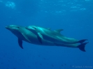 19_Rangiroa_Diving