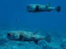 19_Rangiroa_Diving_110