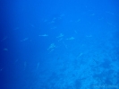 19_Rangiroa_Diving_111
