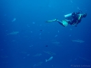 19_Rangiroa_Diving_113