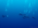 19_Rangiroa_Diving_114