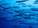 19_Rangiroa_Diving_116