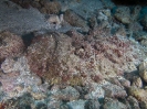 19_Rangiroa_Diving_117