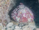 19_Rangiroa_Diving_118