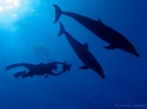19_Rangiroa_Diving_119
