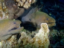 19_Rangiroa_Diving_120