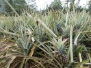 20_Moorea_112