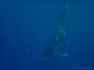 20_Moorea_125